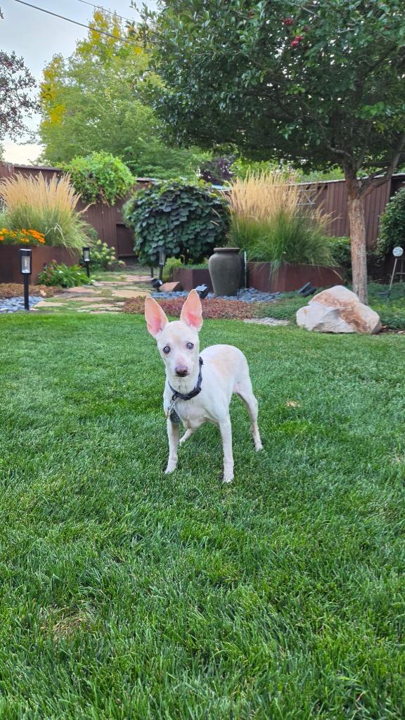 Enlarge Vincent "Vinny" LaGuardia Gambini, a Adoptable mixed breed in Salt Lake City, UT image 6/6