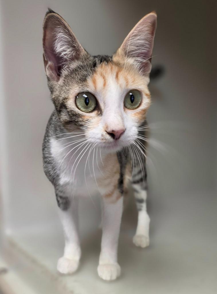 Enlarge Momma A, a Adoptable mixed breed in Highland Village, TX image 1/2