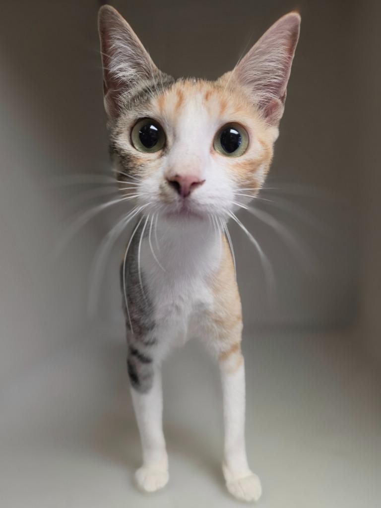 Enlarge Momma A, a Adoptable mixed breed in Highland Village, TX image 2/2