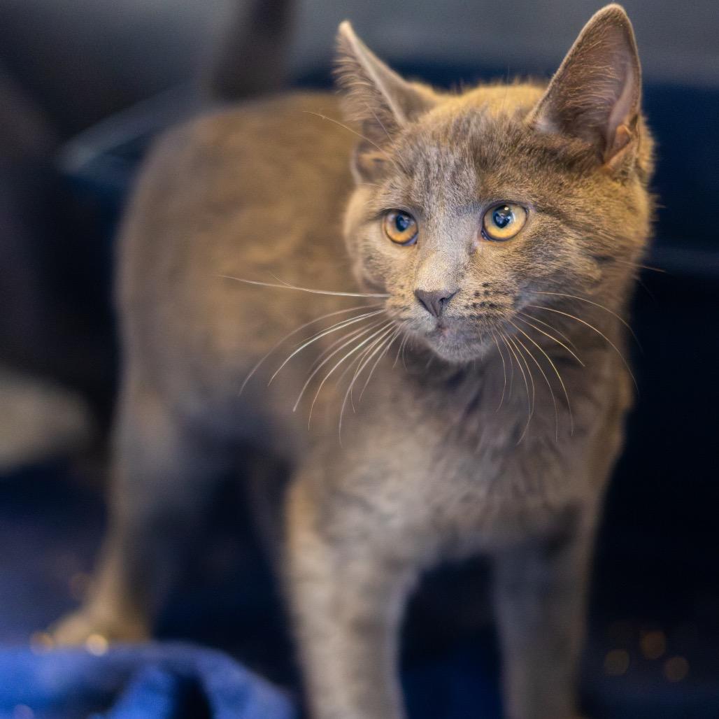 Enlarge D'Artagnan, a Adoptable Domestic Short Hair in Newark, DE image 1/1