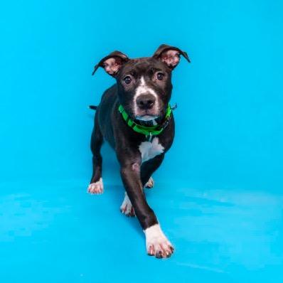 Enlarge Paris, a Adoptable Mixed Breed in Clearwater, FL image 1/3