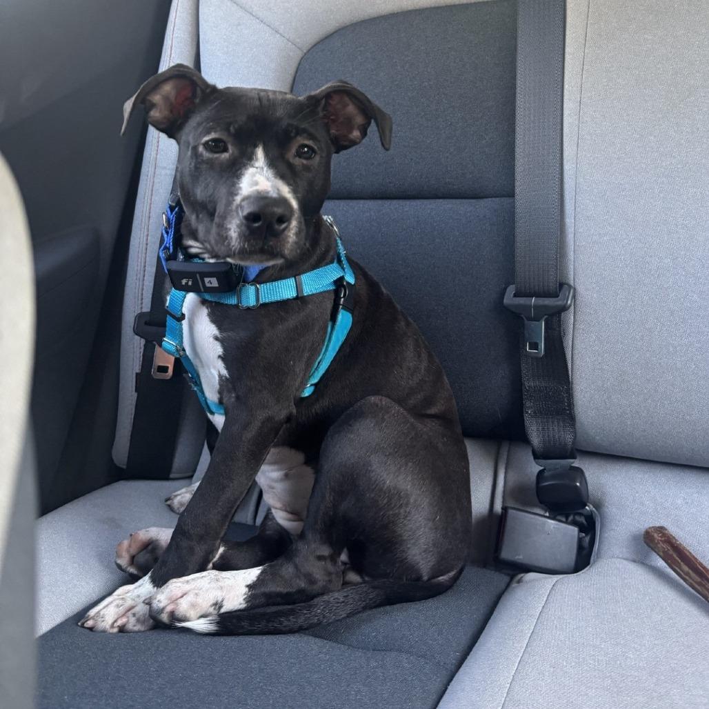 Enlarge Paris, a Adoptable Mixed Breed in Clearwater, FL image 2/3