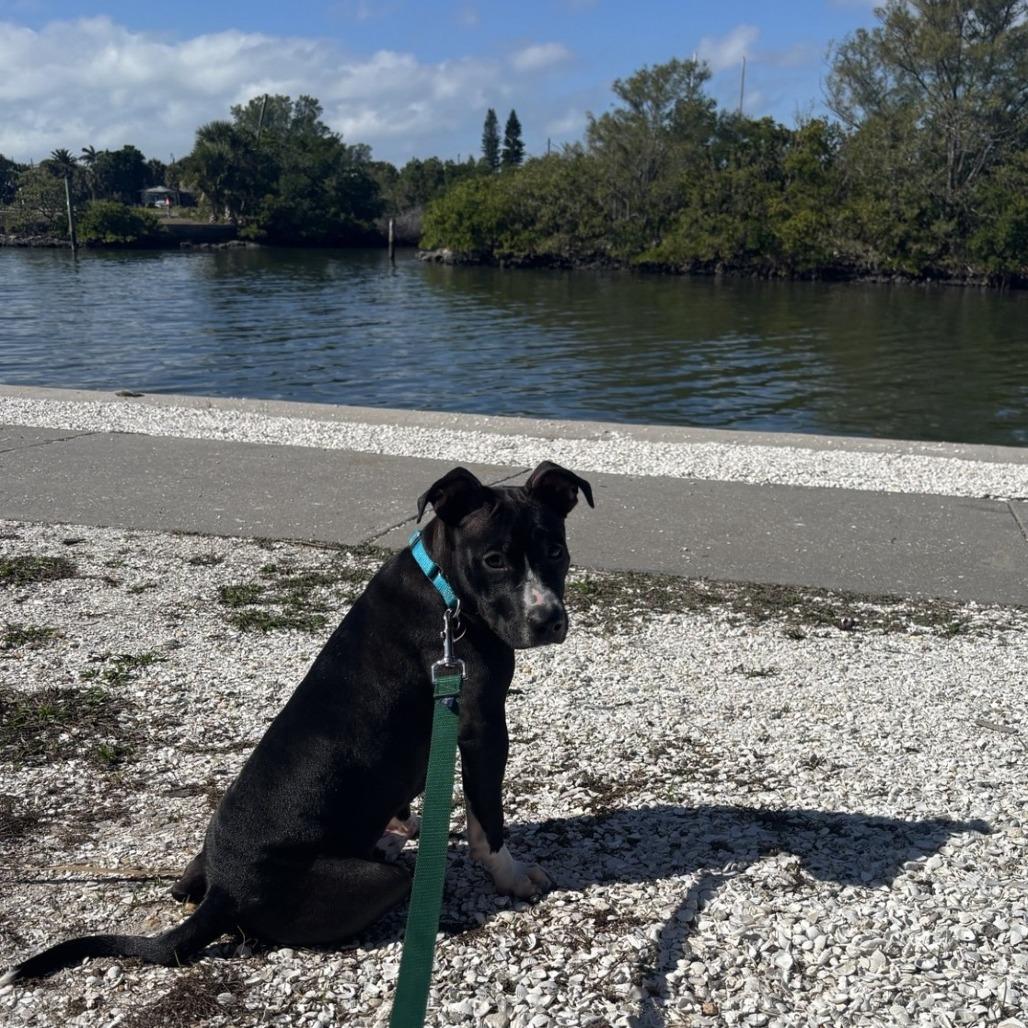 Enlarge Paris, a Adoptable Mixed Breed in Clearwater, FL image 3/3