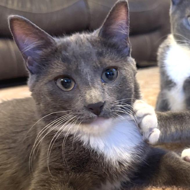 Jinu, Adoptable, Young Male Domestic Short Hair.