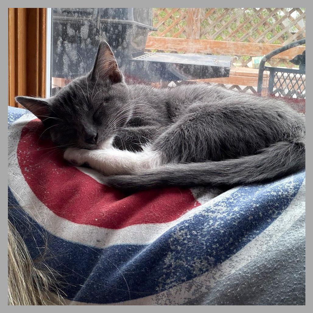 Jinu, a Adoptable Domestic Short Hair in Laramie, WY image 2/6