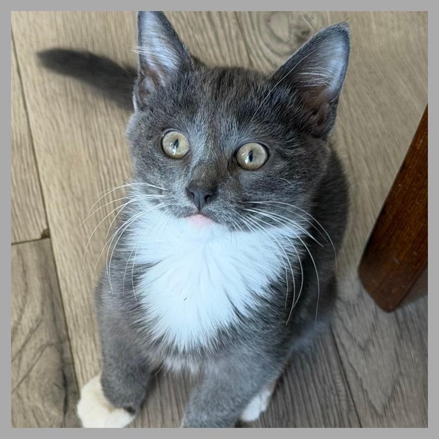 Jinu, a Adoptable Domestic Short Hair in Laramie, WY image 3/6