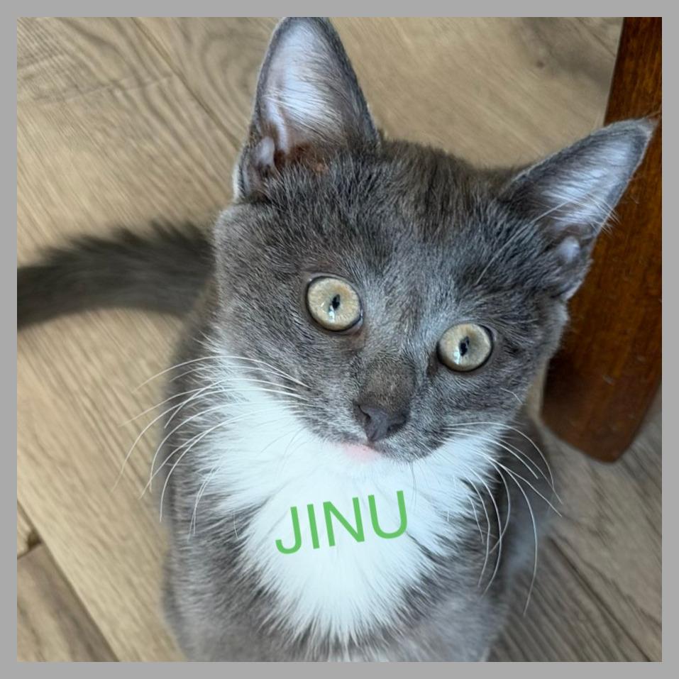 Jinu, a Adoptable Domestic Short Hair in Laramie, WY image 4/6