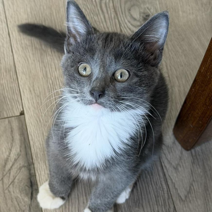 Enlarge Jinu, a Adoptable Domestic Short Hair in Laramie, WY image 1/1