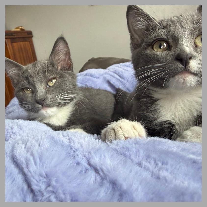 Jinu, a Adoptable Domestic Short Hair in Laramie, WY image 5/6