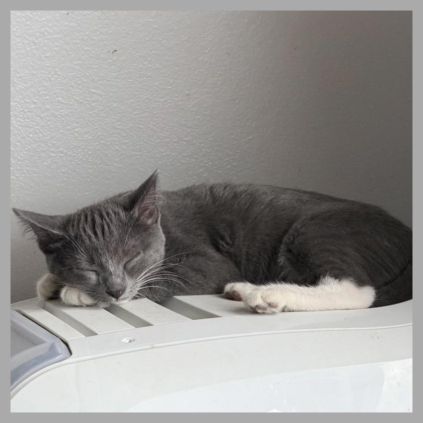 Jinu, a Adoptable Domestic Short Hair in Laramie, WY image 6/6