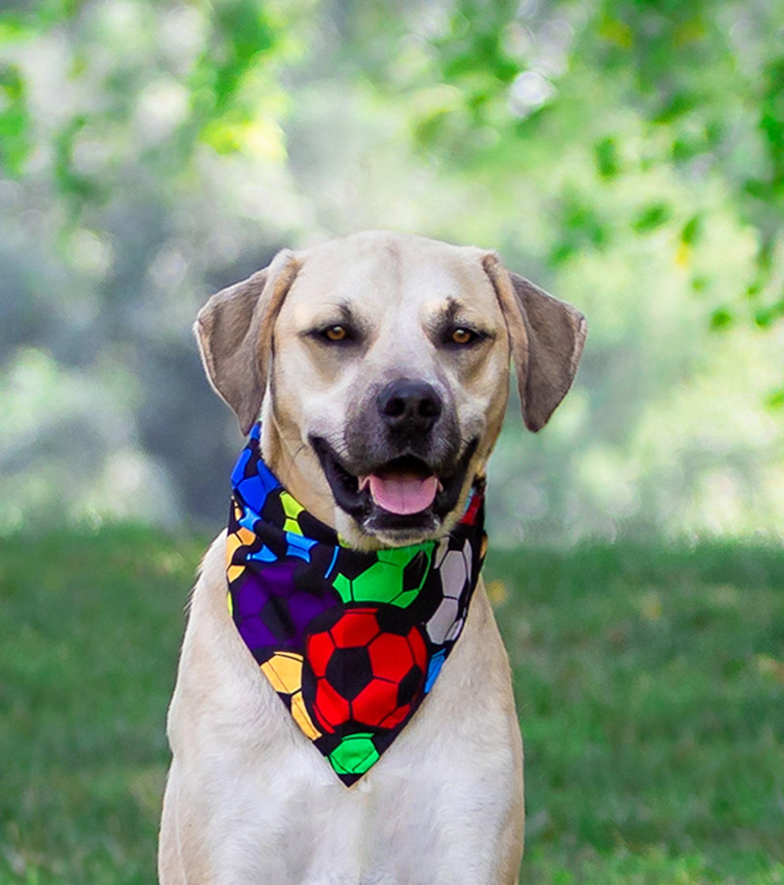 Cody, Adoptable, Young Male Labrador Retriever.