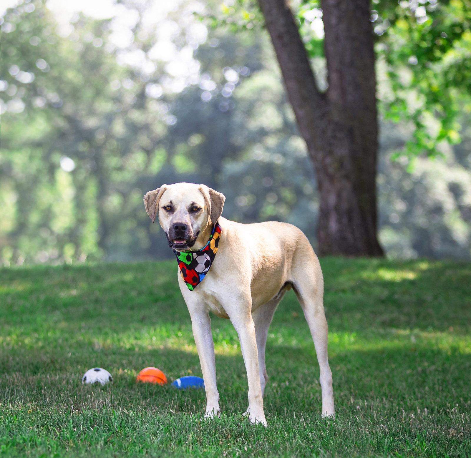 Cody, a Adoptable Labrador Retriever in Coatesville, PA image 2/3