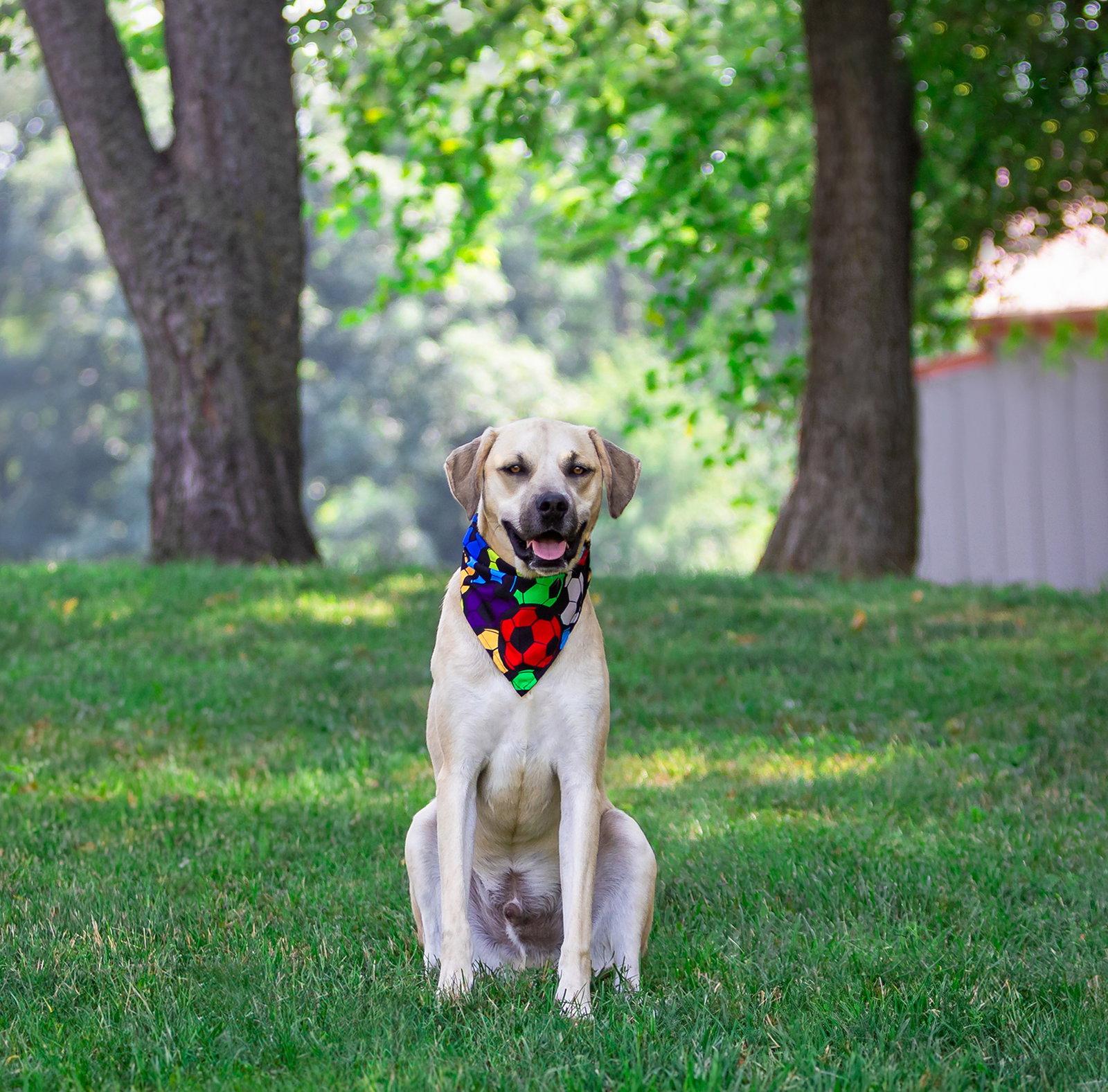 Cody, a Adoptable Labrador Retriever in Coatesville, PA image 3/3