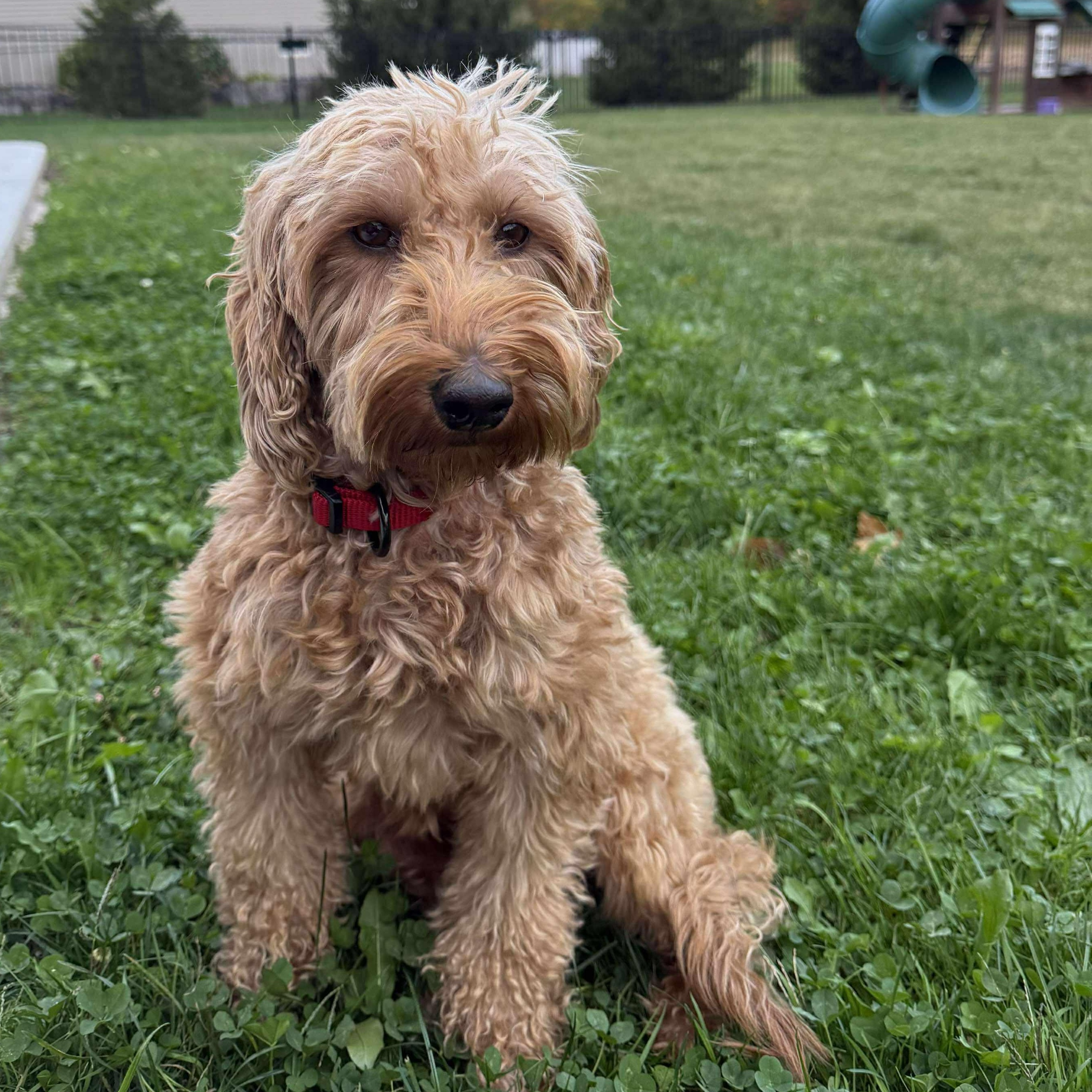 Bonnie