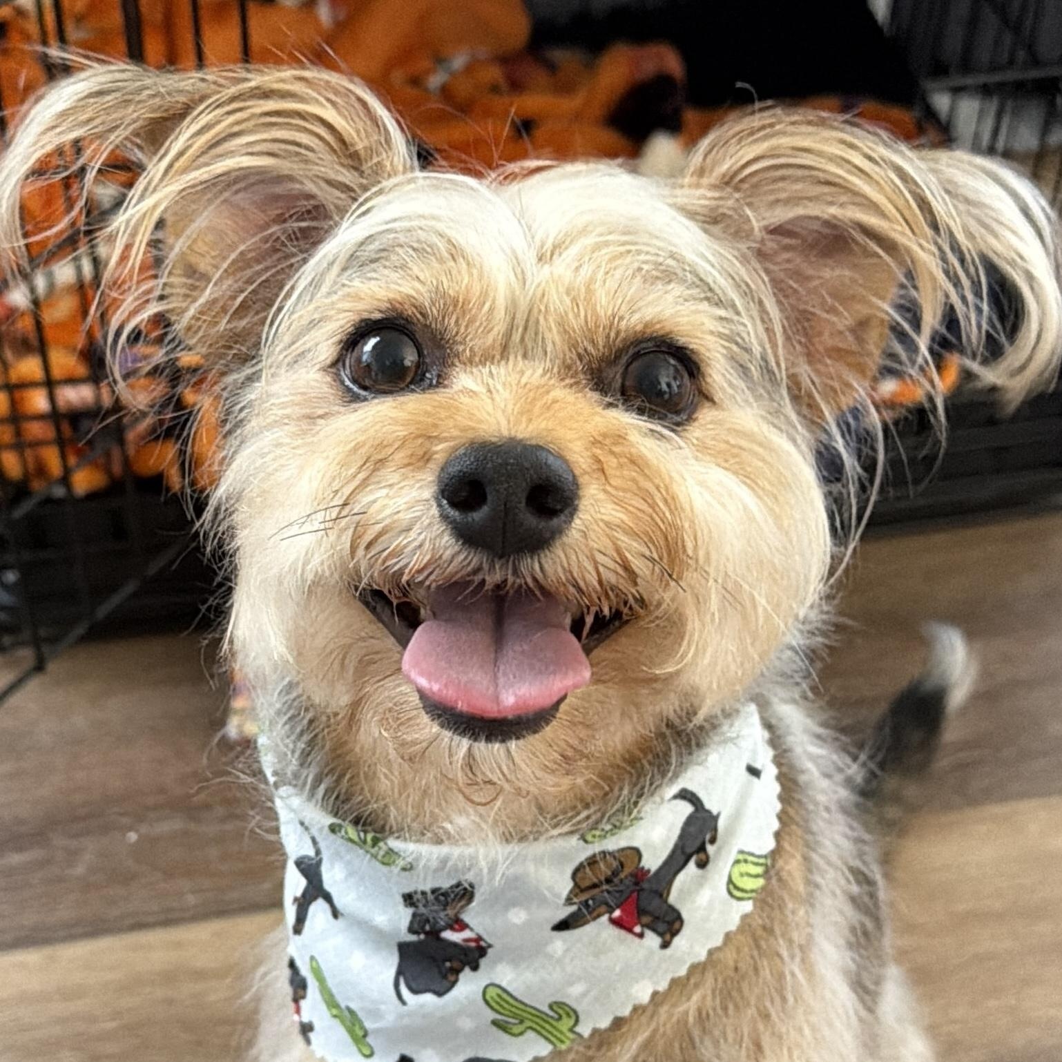 Enlarge Sir Henry, a Adoptable Yorkshire Terrier in Newport Beach, CA image 1/4