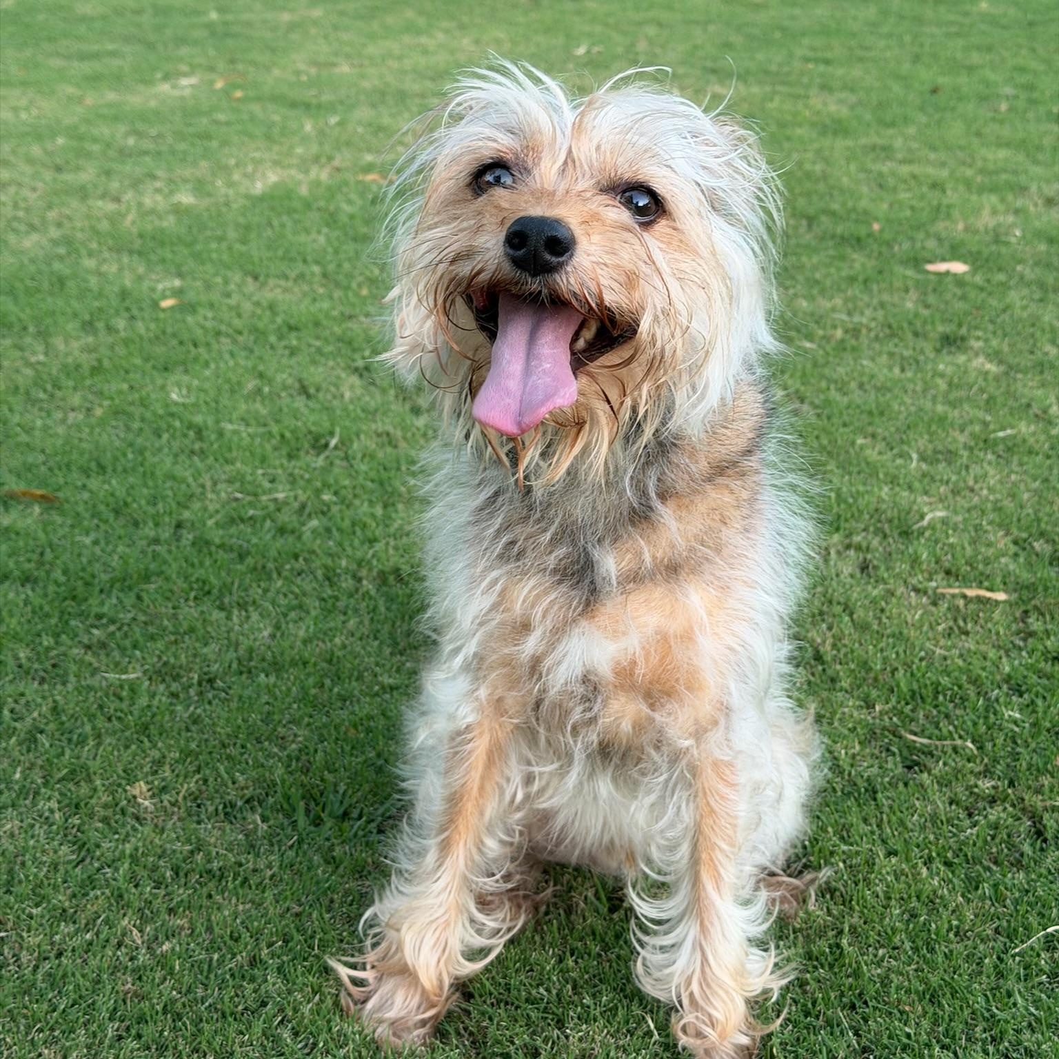 Enlarge Sir Henry, a Adoptable Yorkshire Terrier in Newport Beach, CA image 4/4