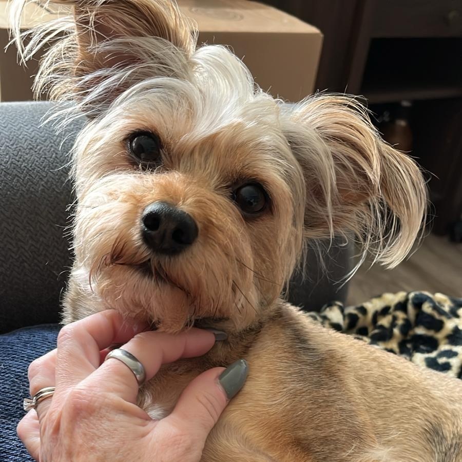 Enlarge Sir Henry, a Adoptable Yorkshire Terrier in Newport Beach, CA image 3/4