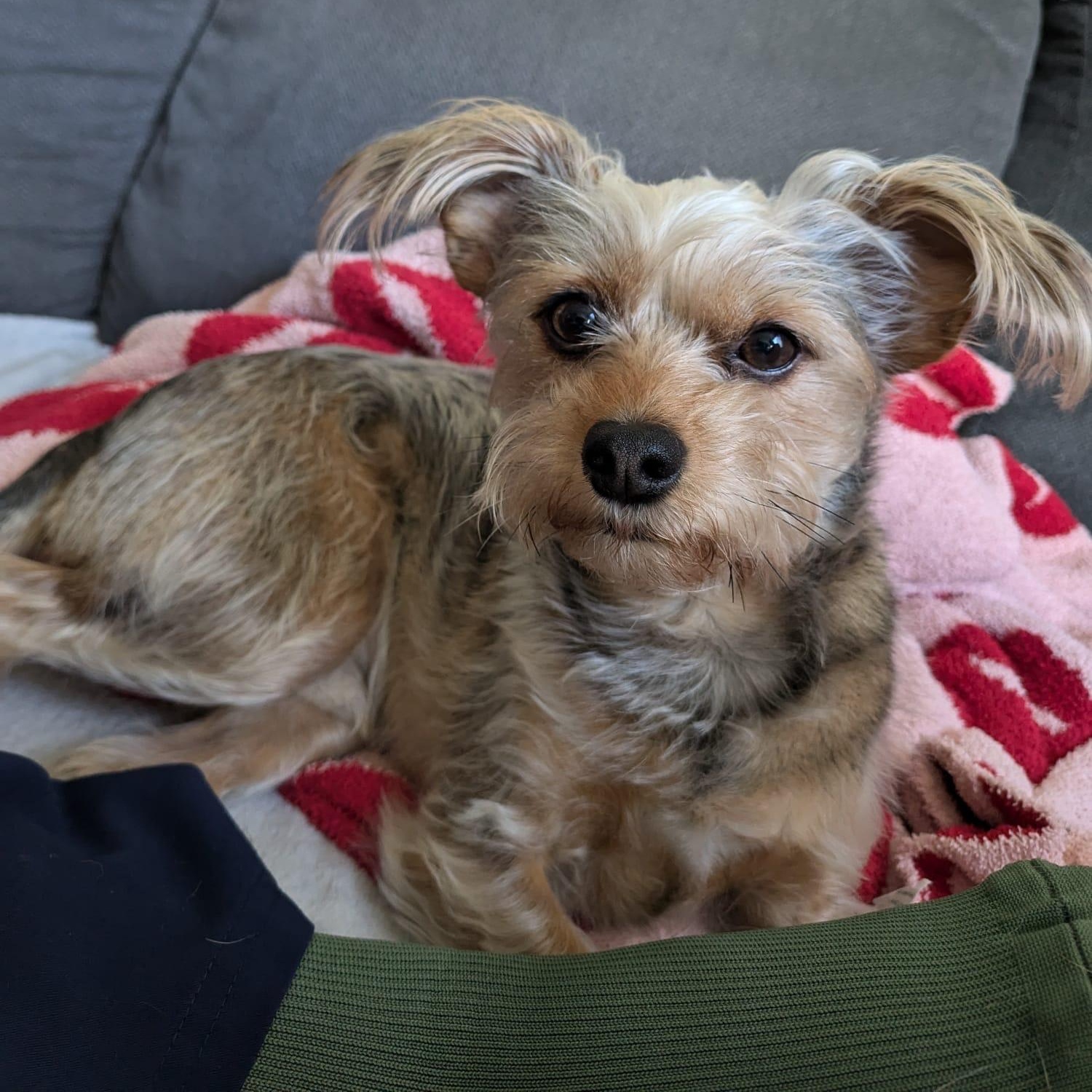Enlarge Sir Henry, a Adoptable Yorkshire Terrier in Newport Beach, CA image 2/4