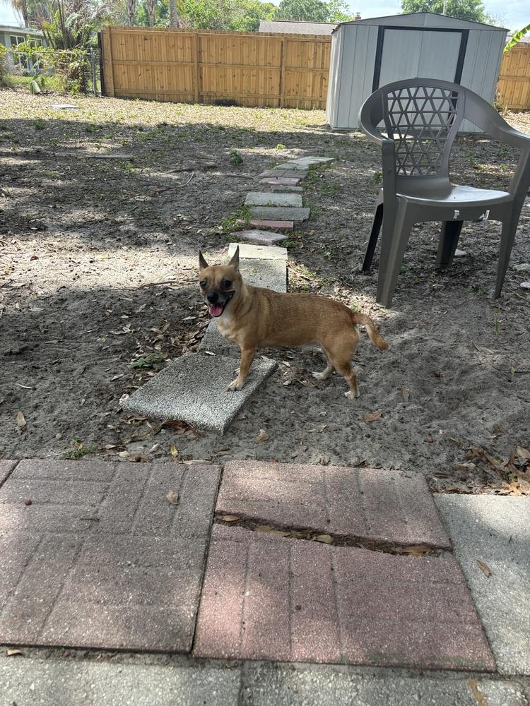 Enlarge Vida, a Adoptable mixed breed in Orlando, FL image 1/5