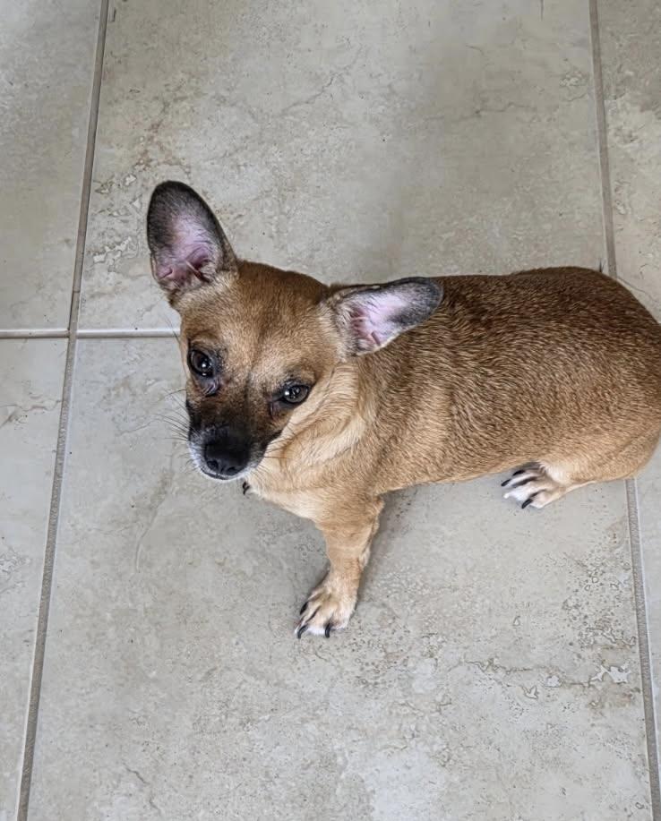 Enlarge Vida, a Adoptable mixed breed in Orlando, FL image 2/5