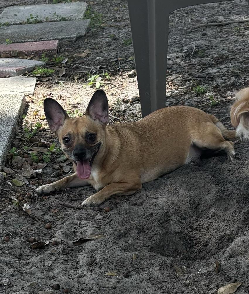 Enlarge Vida, a Adoptable mixed breed in Orlando, FL image 3/5