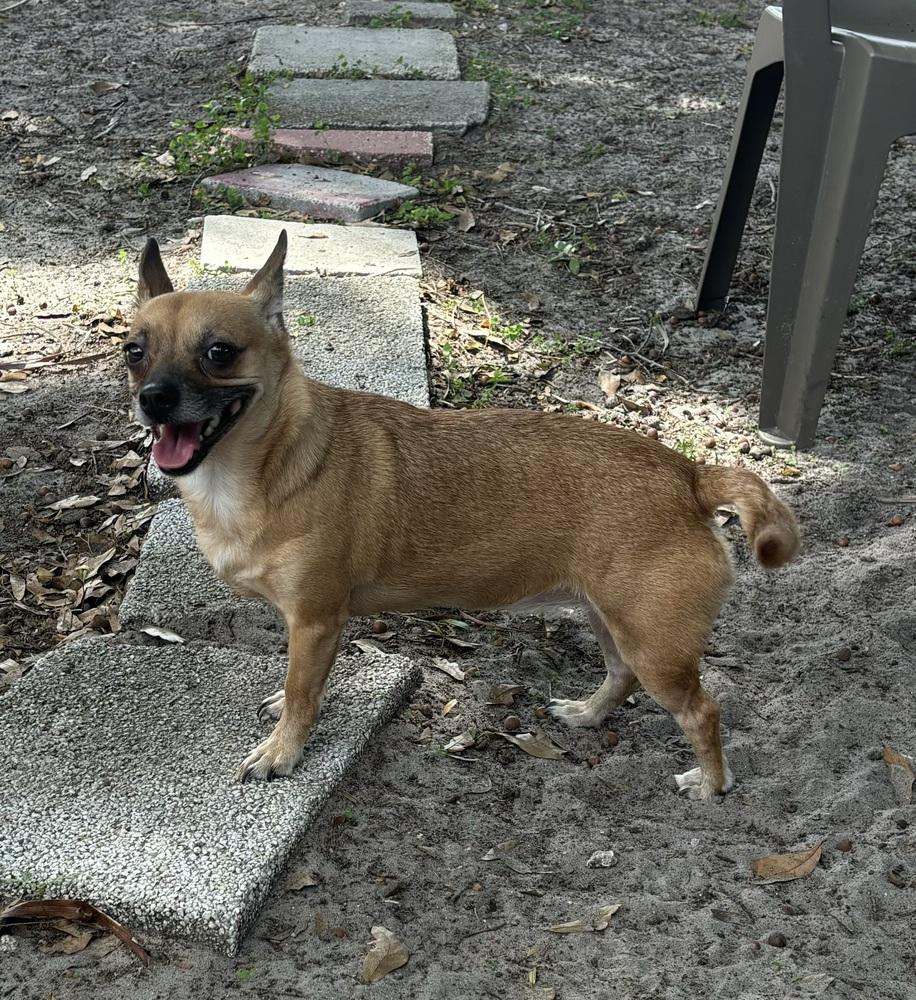 Enlarge Vida, a Adoptable mixed breed in Orlando, FL image 4/5