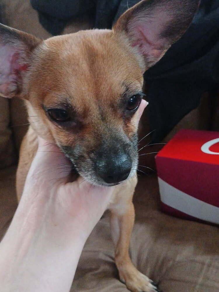 Enlarge Vida, a Adoptable mixed breed in Orlando, FL image 5/5