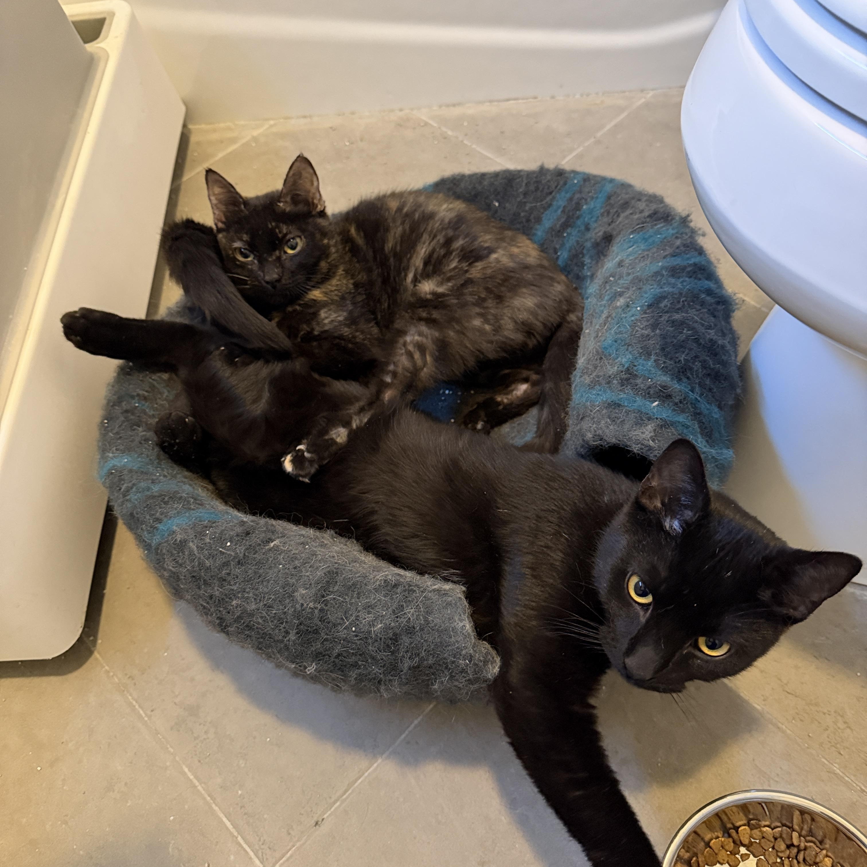 Anubis (black-Male) and Bastet (Female), a ADOPTABLE mixed breed in Metairie, LA image 2/4