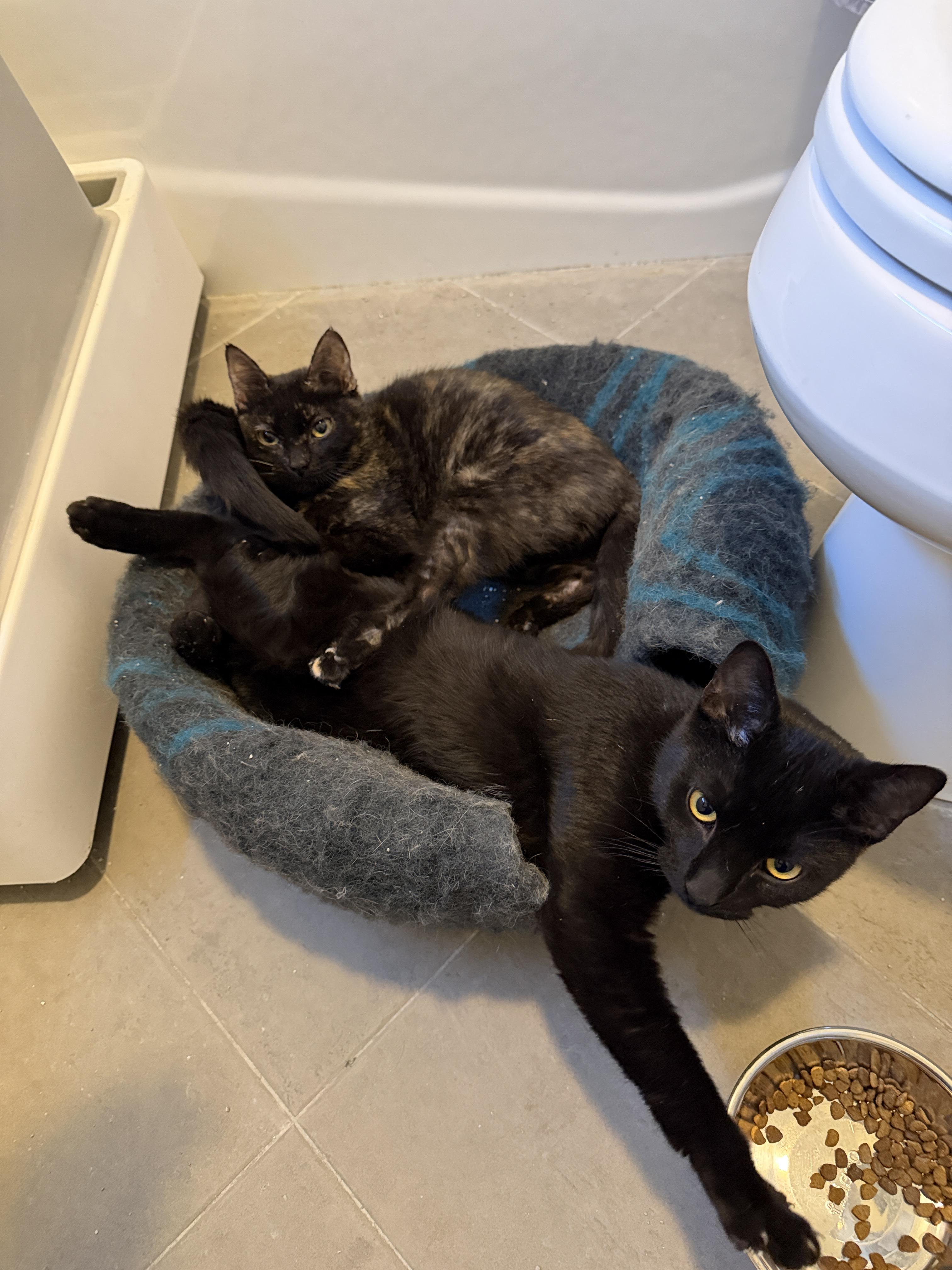 Anubis (black) and Bastet lil Egyptian kitties M and F, a ADOPTABLE mixed breed in Metairie, LA image 2/4
