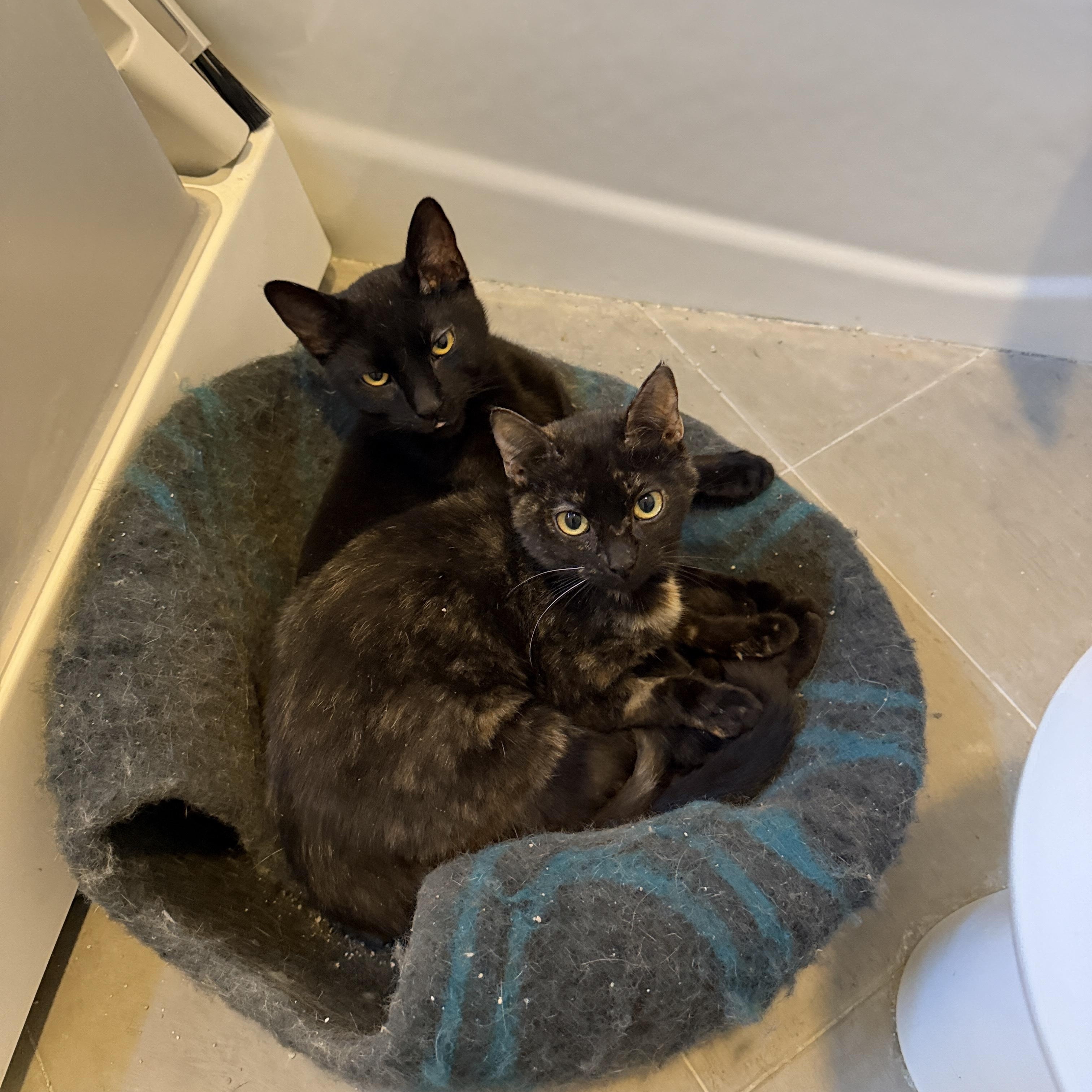 Anubis (black-Male) and Bastet (Female), a ADOPTABLE mixed breed in Metairie, LA image 1/4