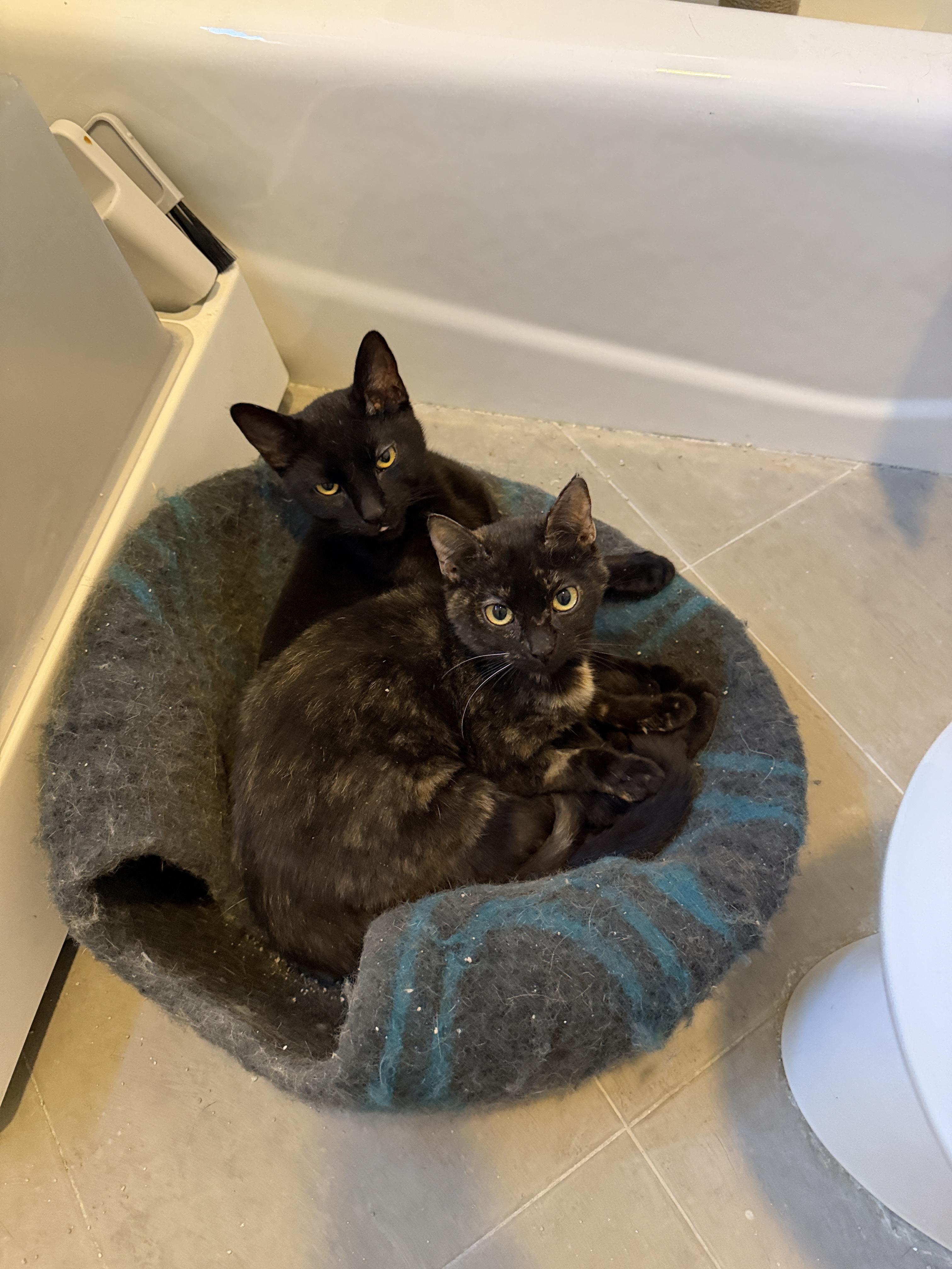 Anubis (black) and Bastet lil Egyptian kitties M and F, a ADOPTABLE mixed breed in Metairie, LA image 1/4