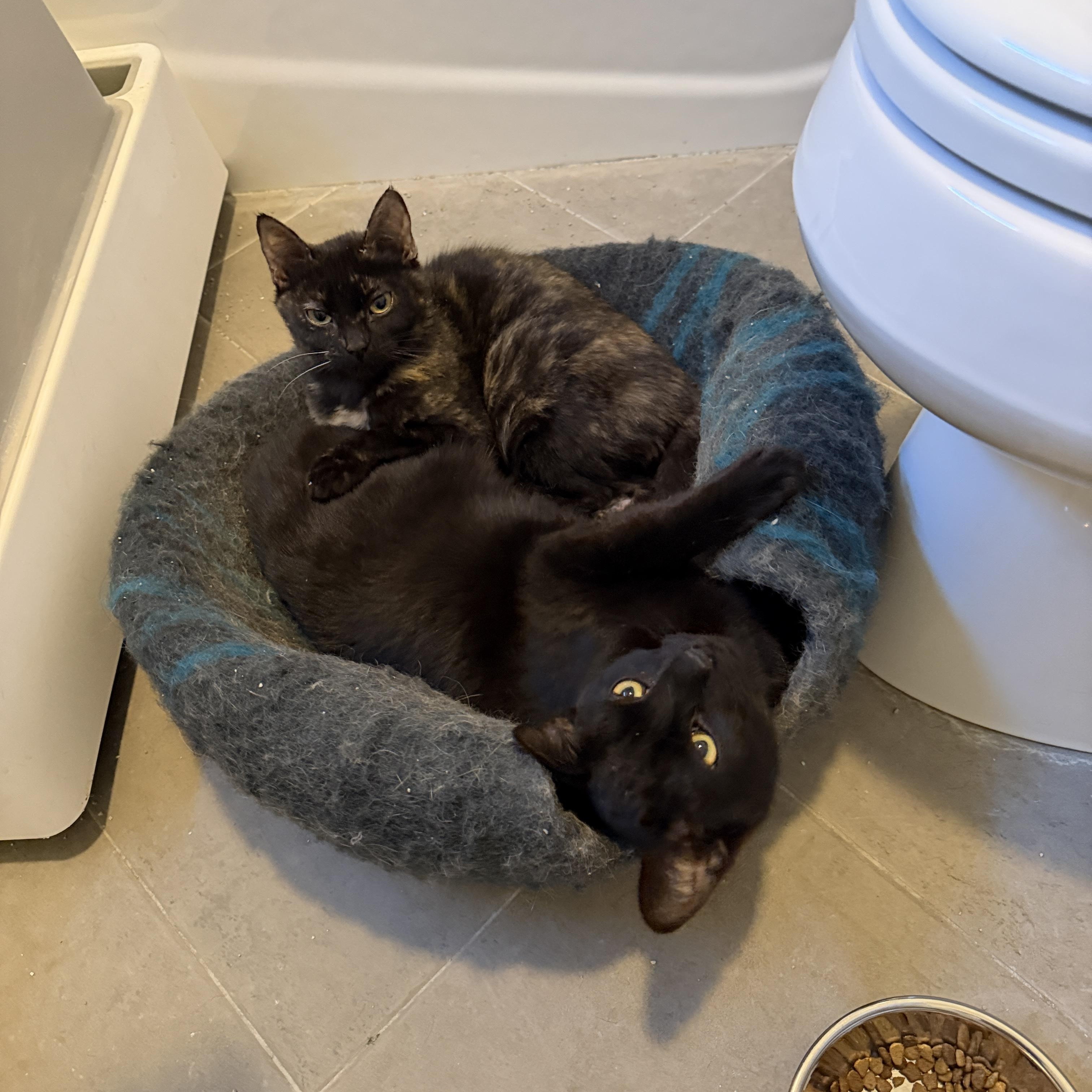 Anubis (black-Male) and Bastet (Female), a ADOPTABLE mixed breed in Metairie, LA image 3/4