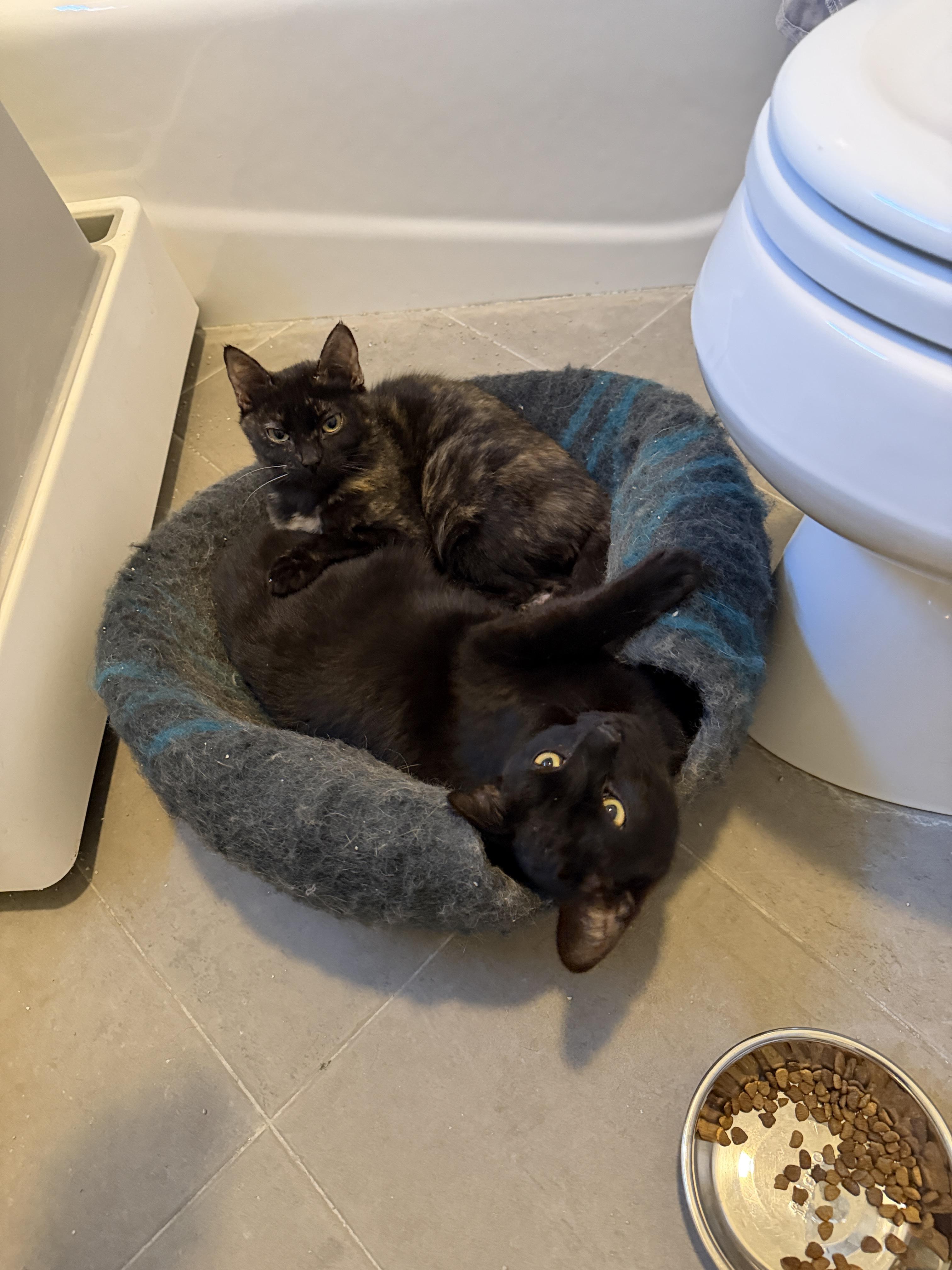 Anubis (black) and Bastet lil Egyptian kitties M and F, a ADOPTABLE mixed breed in Metairie, LA image 3/4