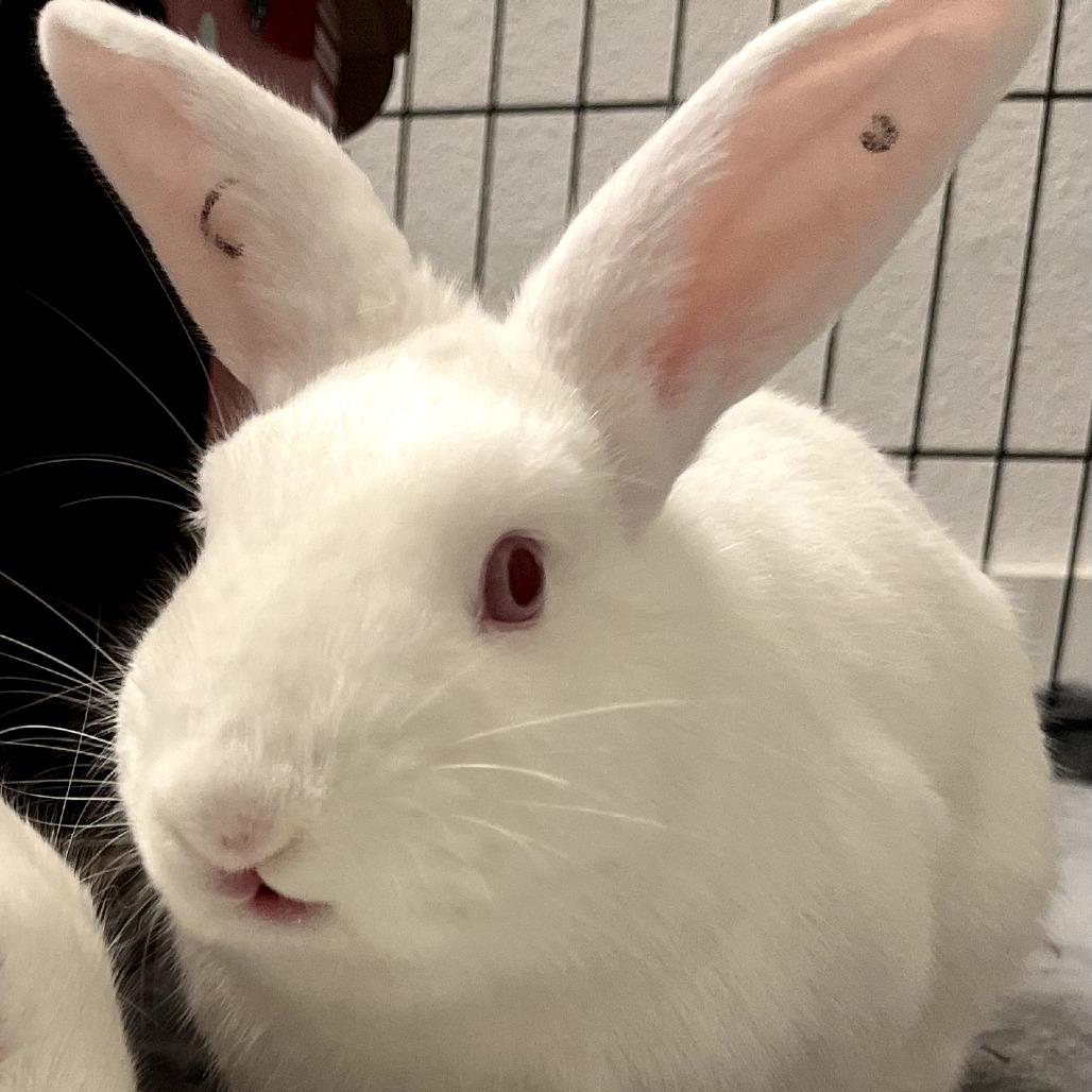 Curly, Adoptable, Young Male Florida White.