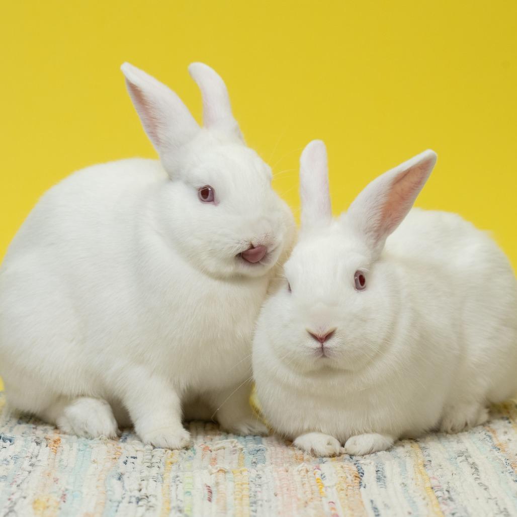 Enlarge Curly, a Adoptable Florida White in Richmond, CA image 3/6
