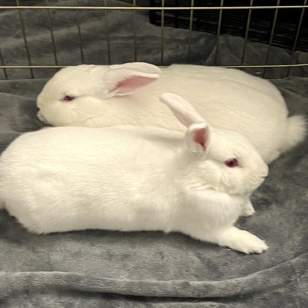 Enlarge Curly, a Adoptable Florida White in Richmond, CA image 4/6