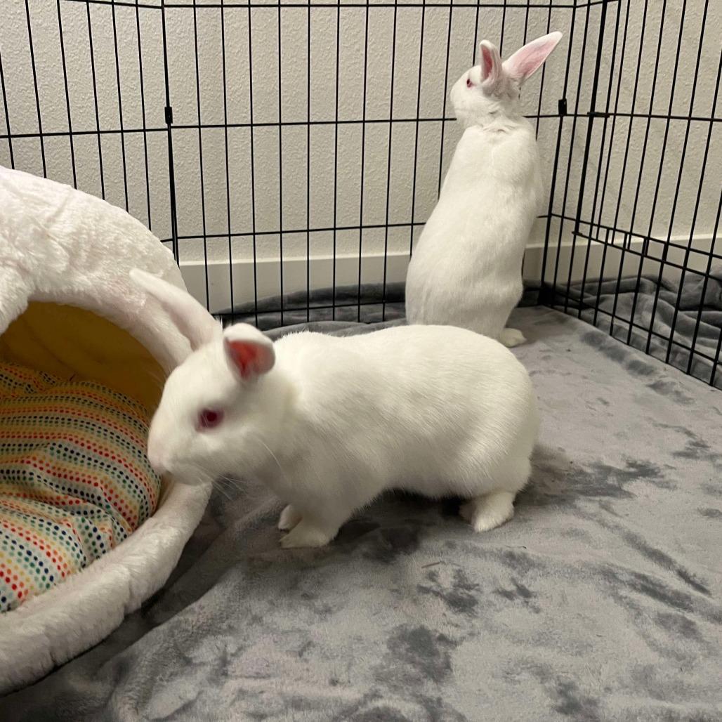 Enlarge Curly, a Adoptable Florida White in Richmond, CA image 5/6