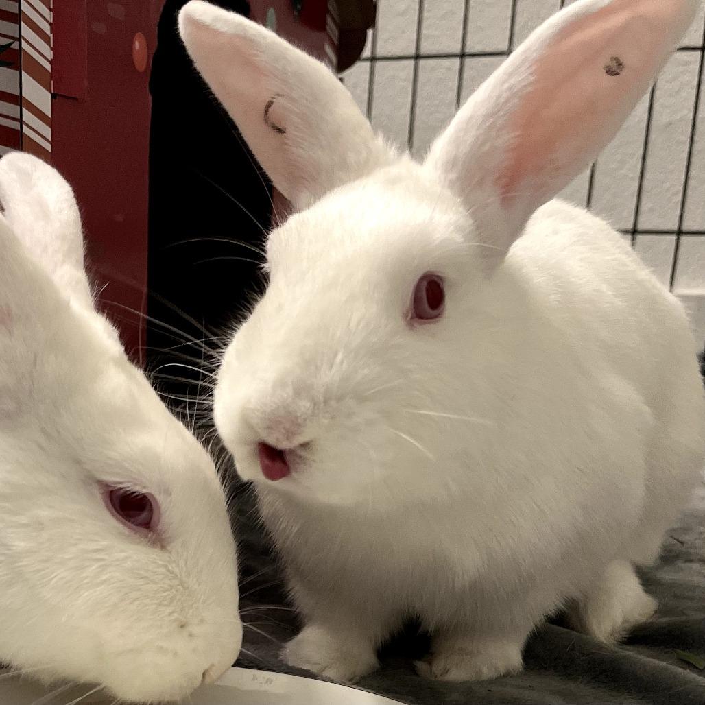 Enlarge Curly, a Adoptable Florida White in Richmond, CA image 6/6
