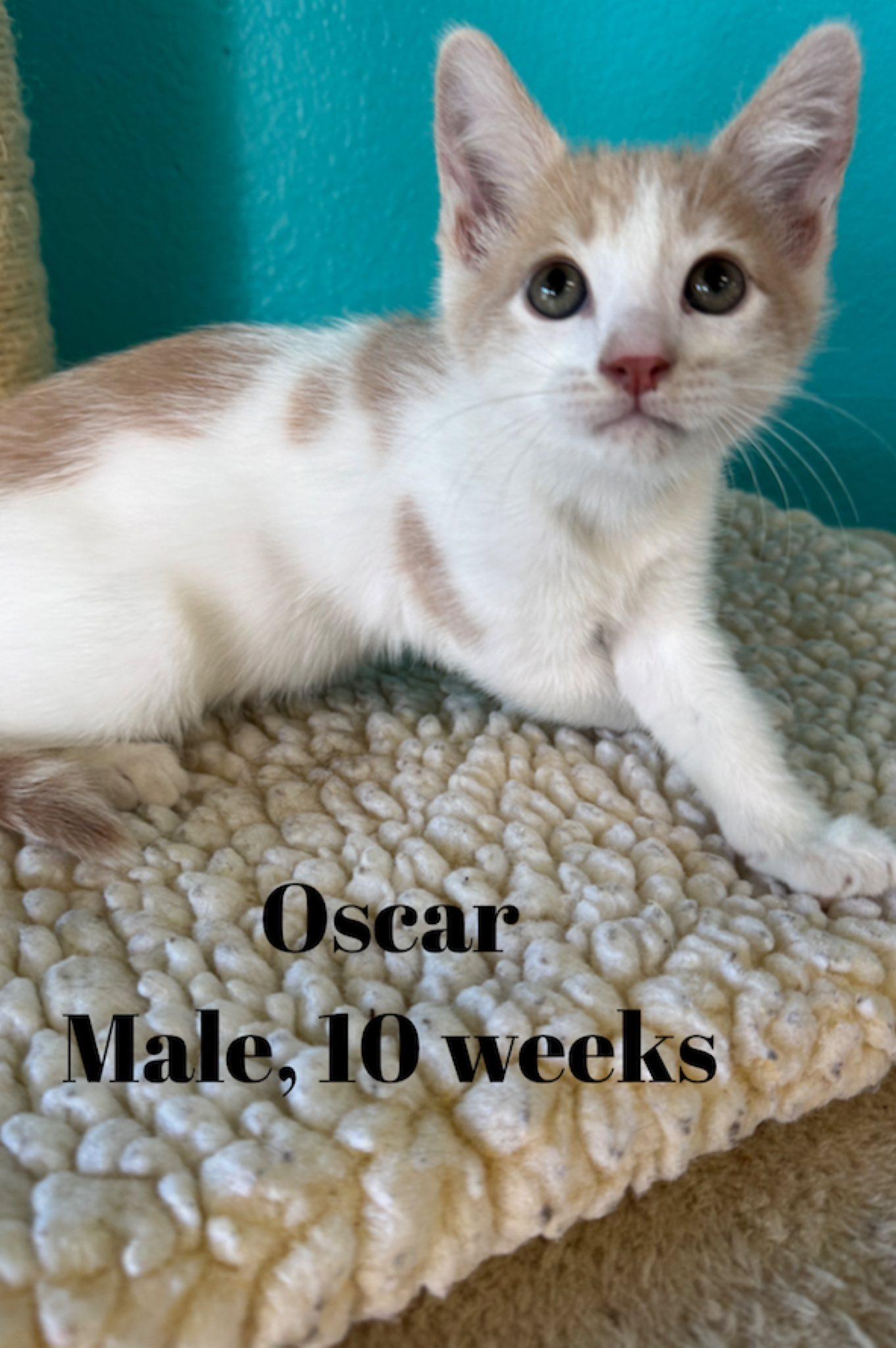 Oscar, ADOPTABLE, Kitten Male Domestic Short Hair.