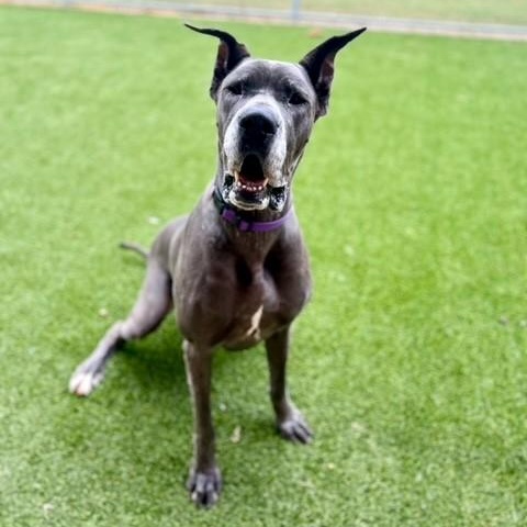 Annika, Adopted, Adult Female Great Dane.