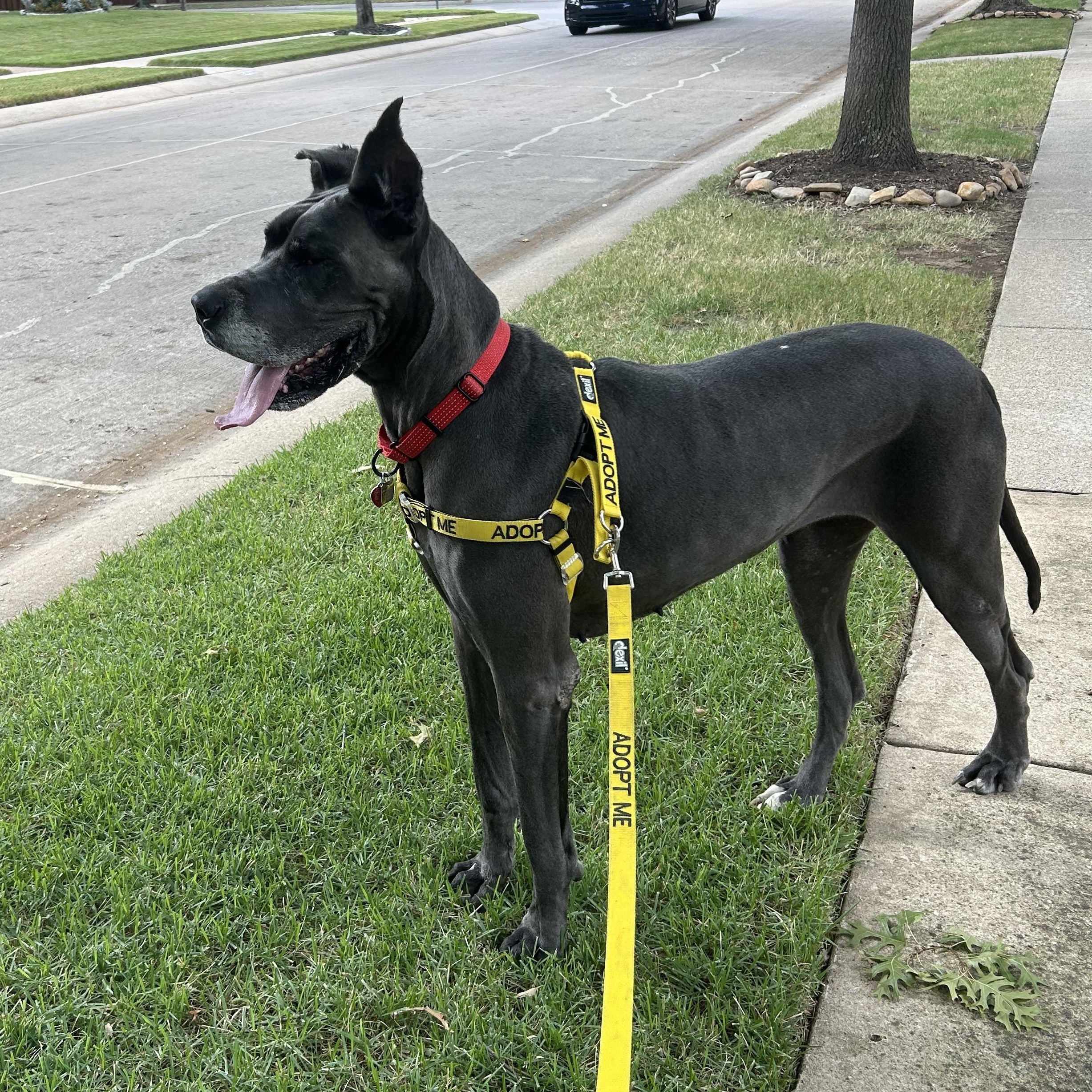 Annika, a Adopted Great Dane in Carrollton, TX image 4/6