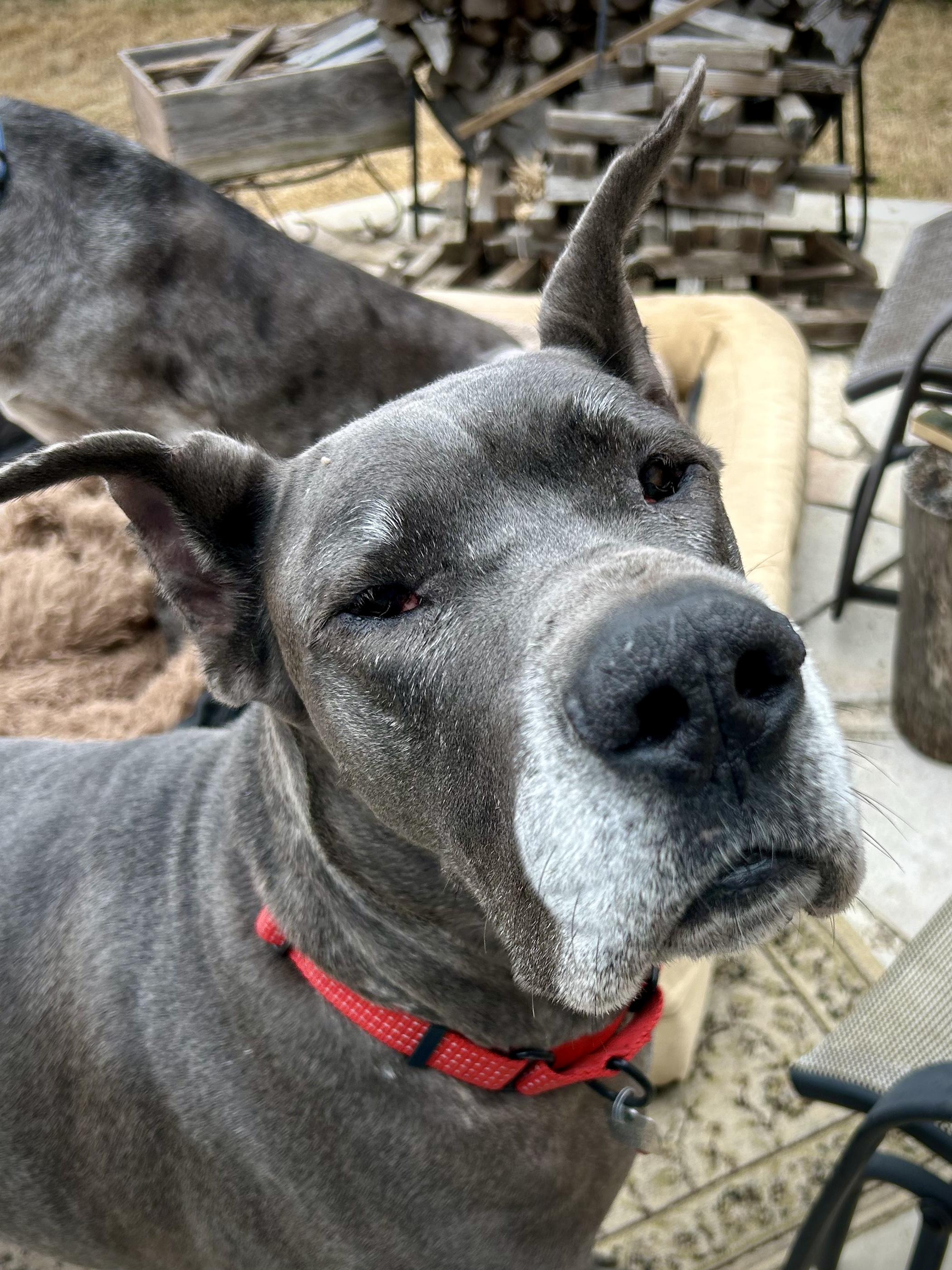 Annika, a Adopted Great Dane in Carrollton, TX image 6/6