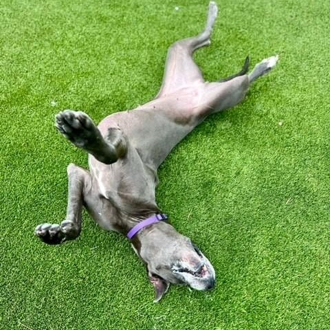 Annika, a Adopted Great Dane in Carrollton, TX image 3/6