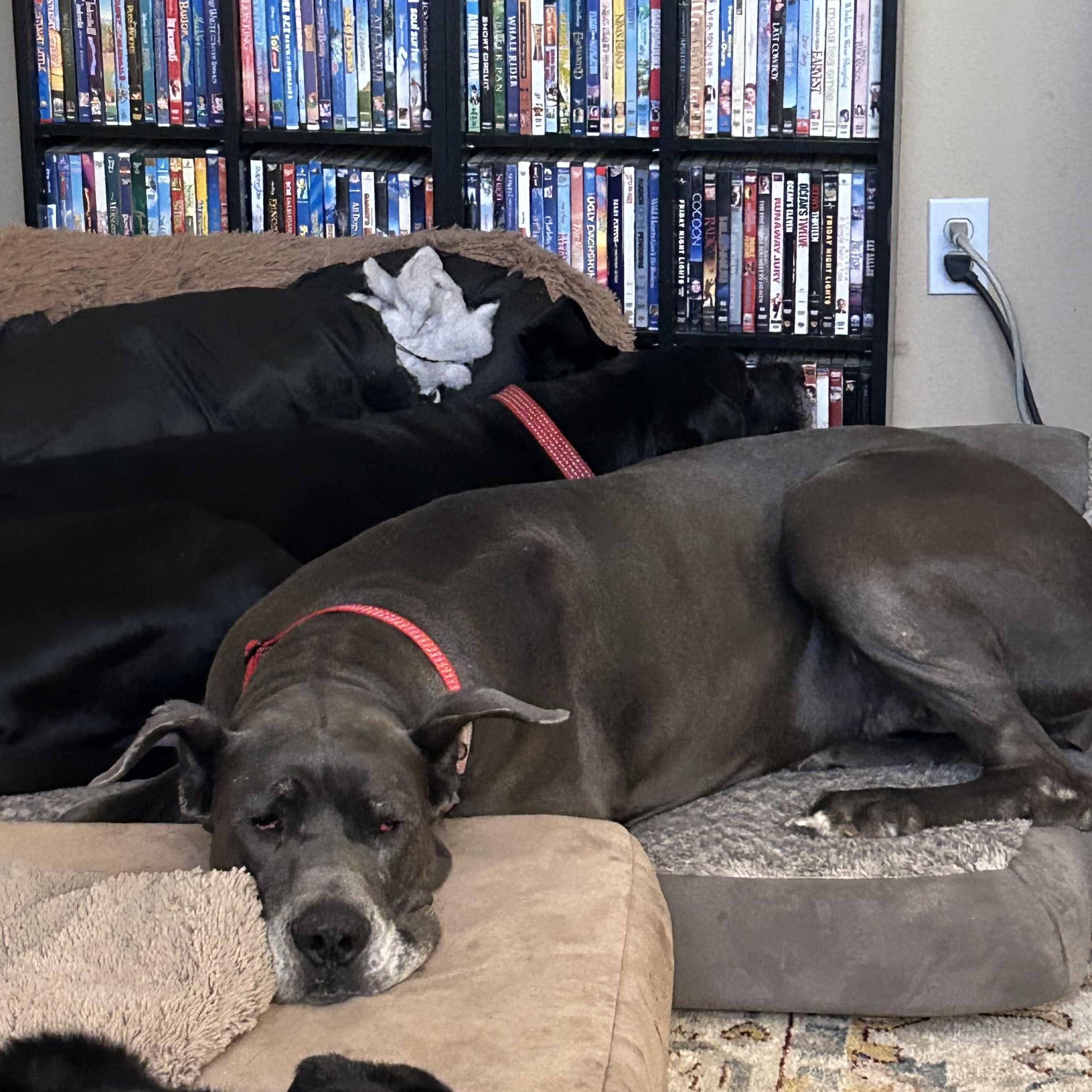 Annika, a Adopted Great Dane in Carrollton, TX image 5/6