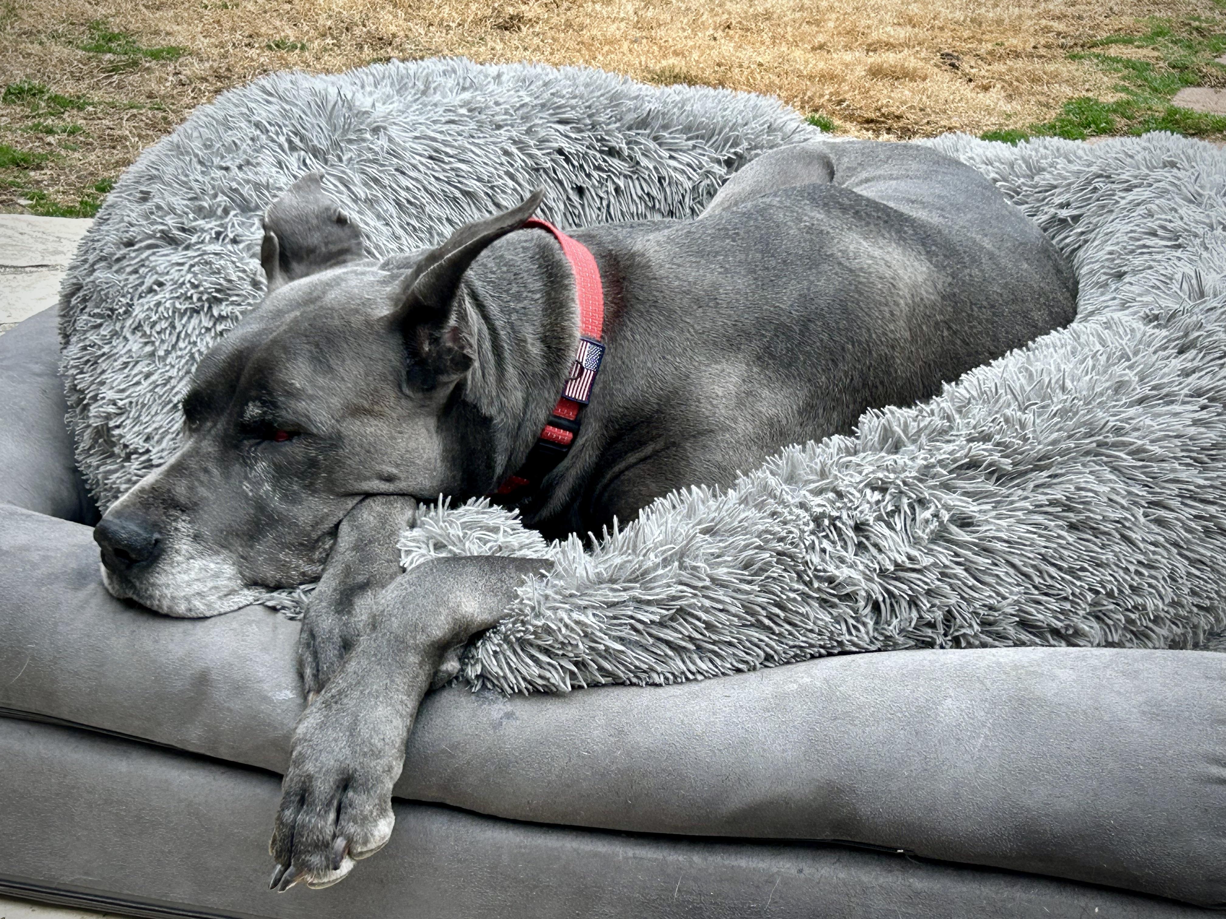 Annika, a Adopted Great Dane in Carrollton, TX image 2/6