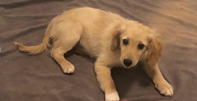 Enlarge Tansie, an adopted mixed breed in Colleyville, TX image 2/2