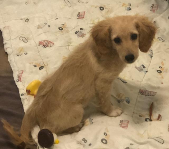 Tansie, adopted, Puppy Female Golden Retriever & Poodle.