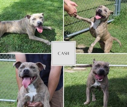 Cash, Adoptable, Adult Male Mixed Breed & Mixed Breed.