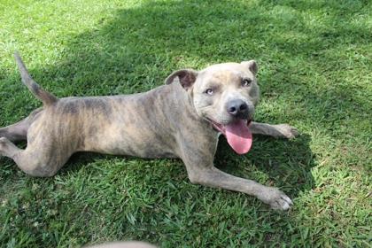 Enlarge Cash, a Adoptable mixed breed in Port Allen, LA image 2/3