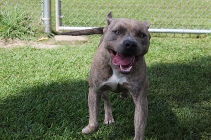Enlarge Cash, a Adoptable mixed breed in Port Allen, LA image 3/3